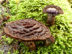 Cortinarius ursus