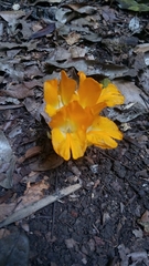 Curcuma xanthella