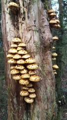 Pholiota glutinosa