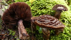 Cortinarius ursus