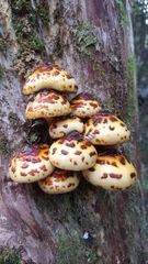Pholiota glutinosa