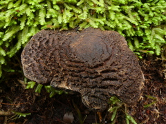 Cortinarius ursus