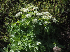 Lecokia cretica