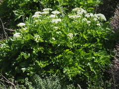 Lecokia cretica