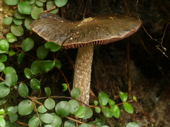 Cortinarius cuphomorphus