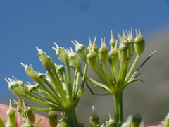 Lecokia cretica