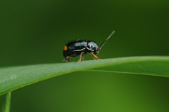 Cryptocephalus marginellus