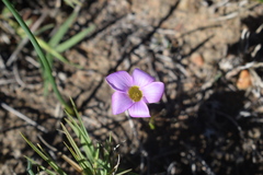 Oxalis monophylla