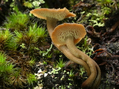 Auriscalpium umbella