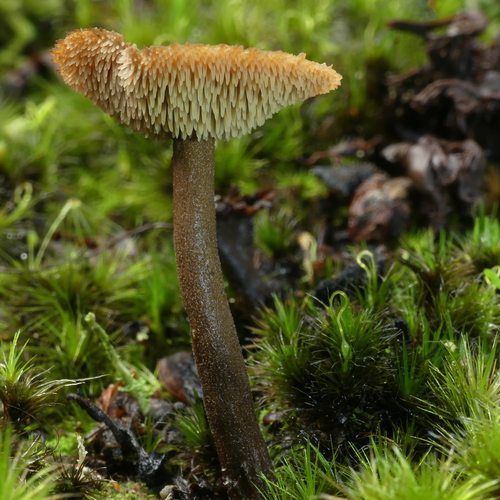 Representative image of Auriscalpiaceae