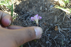 Oxalis monophylla