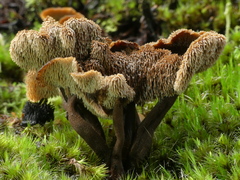 Auriscalpium umbella