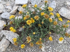 Inula obtusifolia