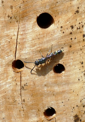 Monosapyga clavicornis