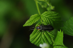 Cantharis obscura