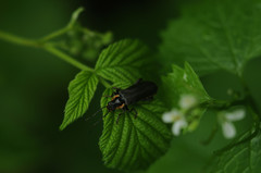 Cantharis obscura