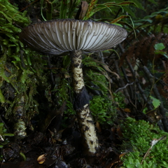 Amanita nigrescens