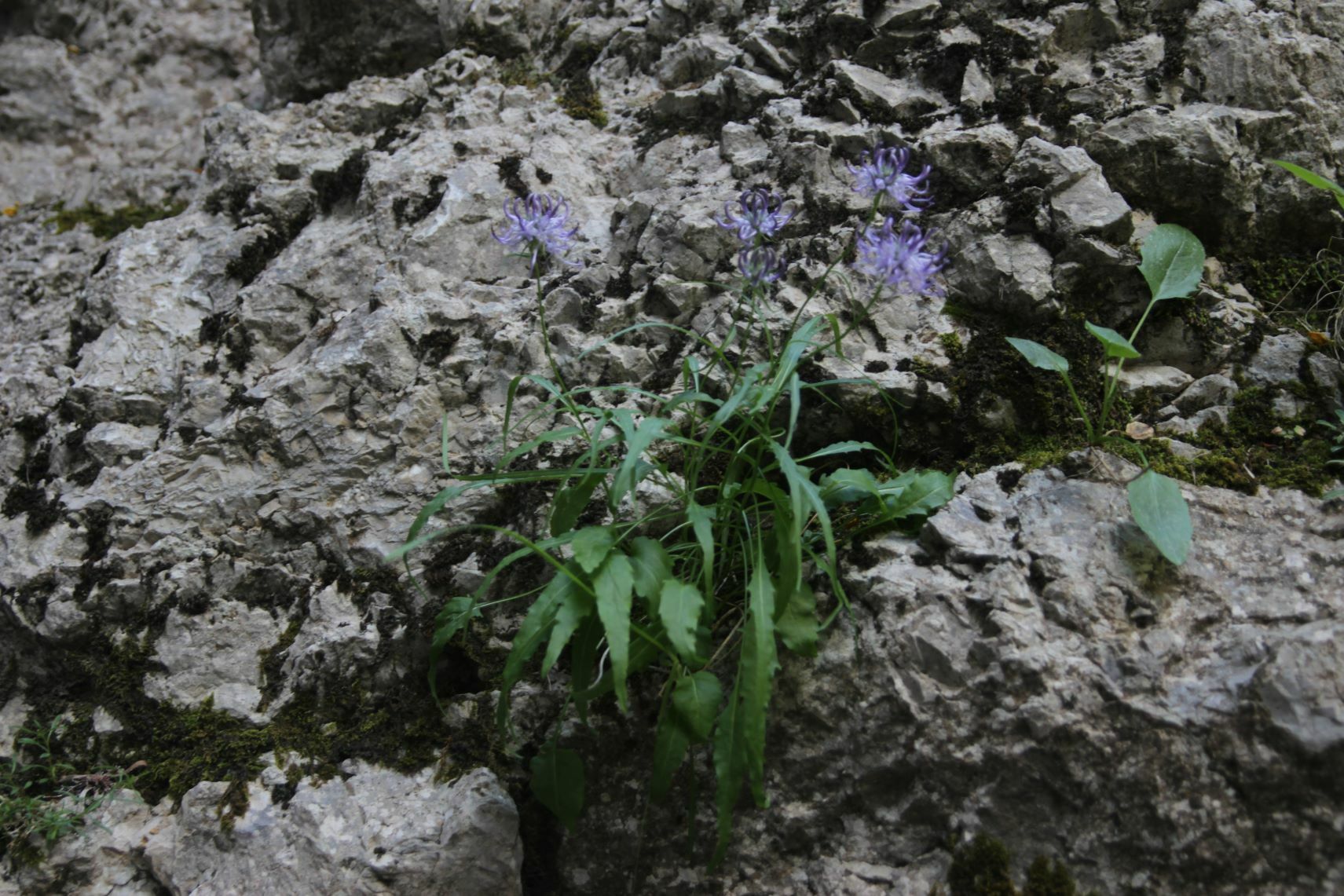 Pyrenean Rampon (Phyteuma charmelii)