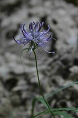 Phyteuma charmelii