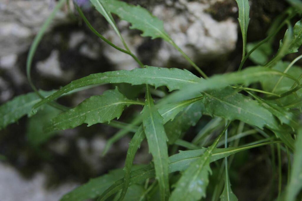Phyteuma charmelii; photograph (c) Olivier Argagnon, some rights reserved (CC BY)