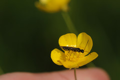 Cephidae