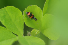 Anthocomus fasciatus
