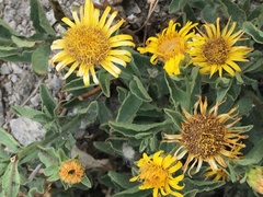 Inula obtusifolia