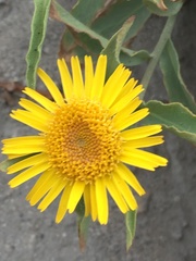 Inula obtusifolia
