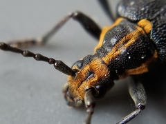 Enoploderes vitticollis