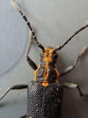 Enoploderes vitticollis