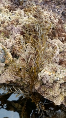 Stephanocystis