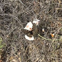 Euphydryas chalcedona chalcedona