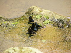 Papilio castor formosanus