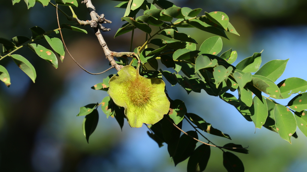 Pterocarpus angolensis