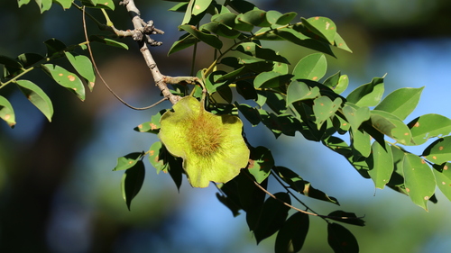 Pterocarpus angolensis DC.