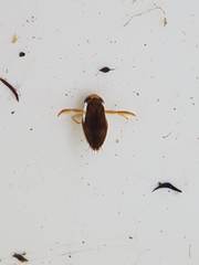 Corixoidea