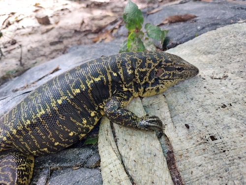 Cusco Tegu Lizard, Tupinambis cuzcoensis
