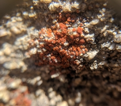 Rufoplaca arenaria