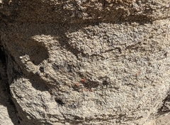 Rufoplaca arenaria
