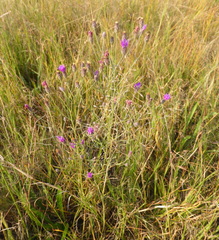 Crystallopollen angustifolium