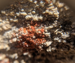 Rufoplaca arenaria
