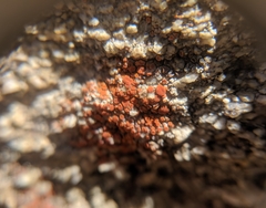 Rufoplaca arenaria
