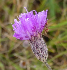 Crystallopollen angustifolium