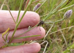 Crystallopollen angustifolium