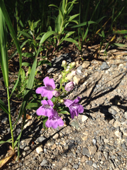 Penstemon platyphyllus