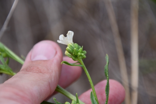 Image of Anchusa ochroleuca by (c) Иван Ковтун Ivan Kovtun, some rights reserved (CC BY)