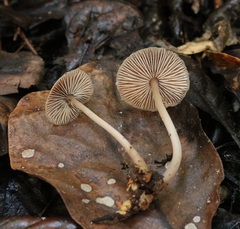 Collybiopsis rimutaka