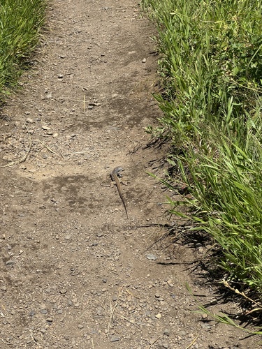 iNaturalist observation photo of Western Whiptail