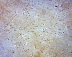 Collybiopsis rimutaka
