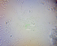 Collybiopsis rimutaka